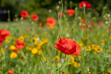 Fototapeta premium field of red poppies