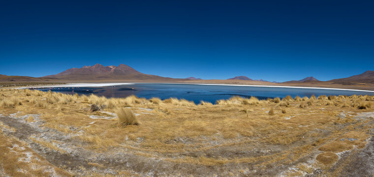 Clear water, yellow grass and pink flamingos at Canapa Lake (Laguna Cañapa), Bolivia