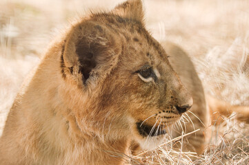 african lion cub