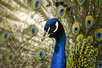 peacock with feathers