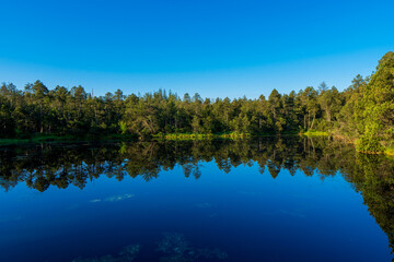 Obraz na płótnie Canvas Tree Reflections in the lake in morning sunrise