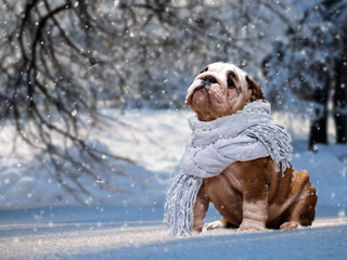 Cute bulldog puppy in a warm scarf under snowfall in cold winter weather