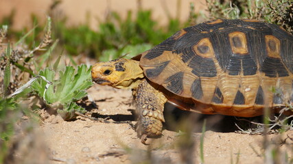 Schildkröte in Afrika