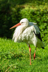 Storch auf einer Wiese
