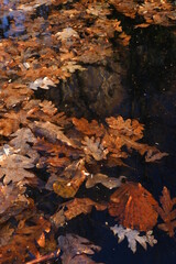 Hojas de roble en otoño