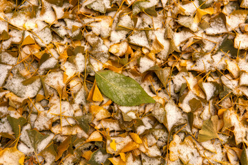 autumn leaves on the ground