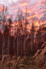 red sky clouds forest trees nature