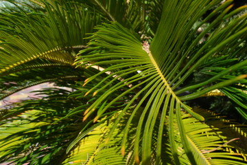 Palm green branch illuminated by the sun.