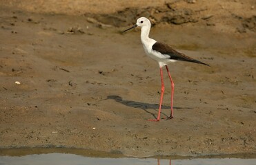 Black-winged stilt (Himantopus himantopus) Srí Lanka - Wilpattu NP