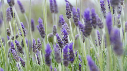 Fototapety  Lavendelfeld in der Provence