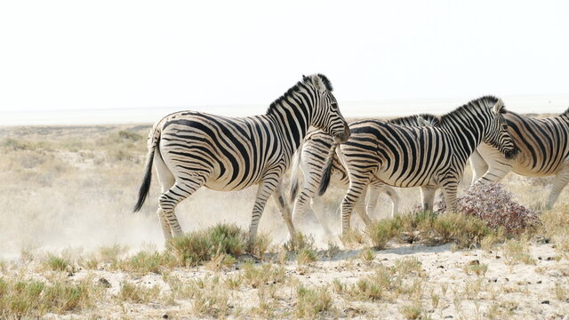 Zebraherde in Afrika