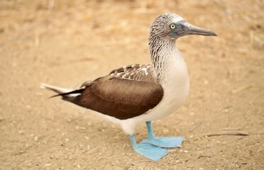 Blue-footed booby (Sula nebouxii) Ecuador, Isla de la Plata