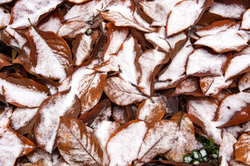 autumn leaves in the snow