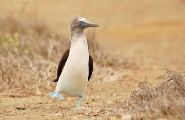 Blue-footed booby (Sula nebouxii) Ecuador, Isla de la Plata