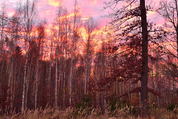 sunset sky in forest landscape nature
