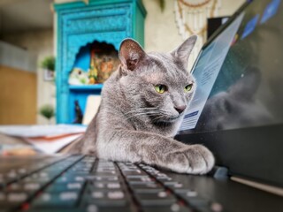 Télétravailler à domicile avec son animal de compagnie