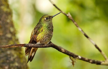 Buff-tailed coronet (Boissonneaua flavescens) Ecuador