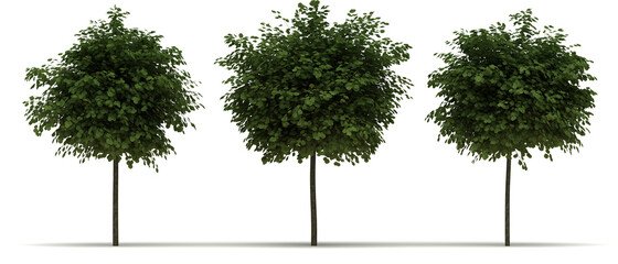 Robinia Pseudoacacia Tree