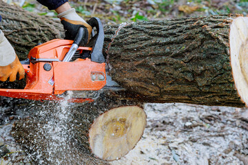 Man cutting tree with chainsaw down to prevent them from falling