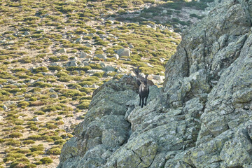 A mountain goat in the Cuerda Larga in the Sierra de Guadarrama National Park. Madrid's community. Spain