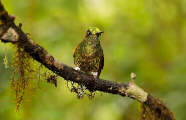 Buff-tailed coronet (Boissonneaua flavescens) Ecuador