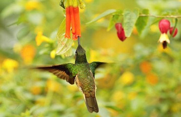 Buff-tailed coronet (Boissonneaua flavescens) Ecuador