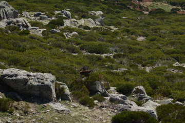 Fototapeta na wymiar A mountain goat in the Cuerda Larga in the Sierra de Guadarrama National Park. Madrid's community. Spain