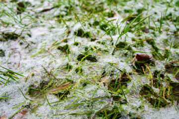 Green bright juicy grass under white snow and frost in winter
