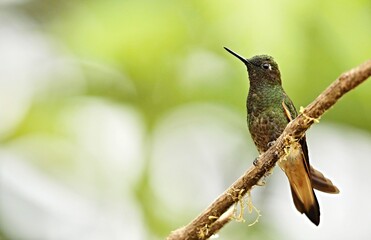 Buff-tailed coronet (Boissonneaua flavescens) Ecuador