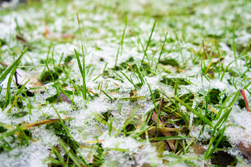 Green bright juicy grass under white snow and frost in winter