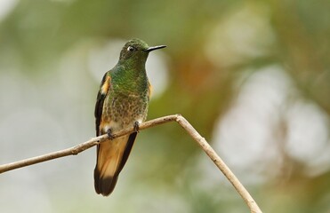 Buff-tailed coronet (Boissonneaua flavescens) Ecuador