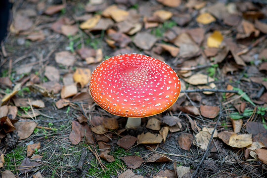 Amanita Muscaria - A Genus Of Mycorrhizal Lamellar Fungi Of The Amanite Family