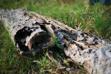 dried stump in the forest