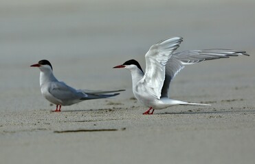 Common tern (Sterna hirundo) Shetland islands