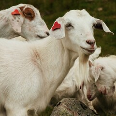 Field of goats in Norwegian mountain