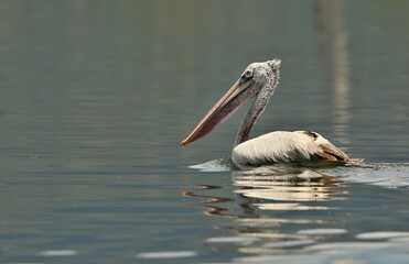 Dalmatian pelican (Pelicanus crispus) Srí Lanka