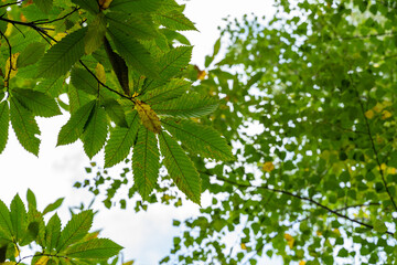 Herbstliche Landschaft im Schwarzwald