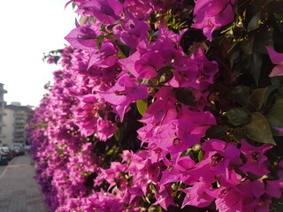 Purple blooming Bougainvillea tree flowers. Typical Mediterranian outdoor street exterior in summer.