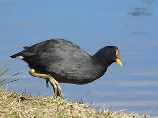 Pájaro entrando en el agua
