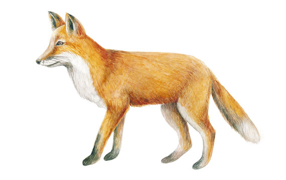 Fox watercolor illustration; red animal on a white background; the fox is standing; realistic drawing.
