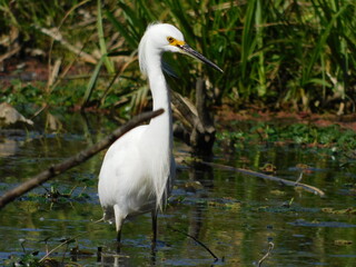 Garza blanca en el agua