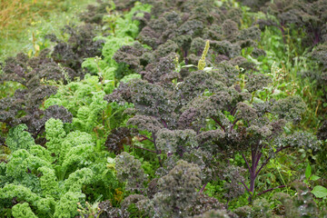 Leaf curly cabbage kale winter plant field leaves bio organic plantation harvest vegetables Brassica oleracea sabellica cultivars green, purple red bush Italian resistant frost salad garden