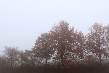 Trees hidden behind a thick layer of fog in autumn
