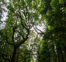 Mossy wood in Ireland. Forest full of rocks, dark, moody lights and colors, hanging branches.. Selective focus.