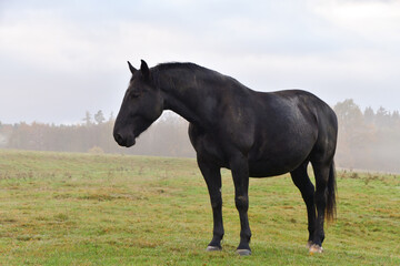 Fototapeta premium Schwarzes Pferd auf der Wiese mit Nebel