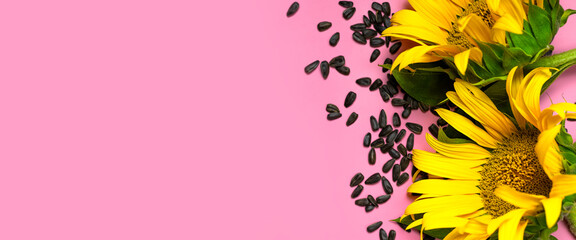 Beautiful fresh yellow sunflower and seeds on pink background Flat lay top view copy space....
