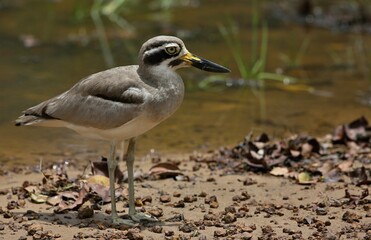Eurasian stone-curlew (Burhinus oedicnemus) Srí Lanka, Wilpattu National Park