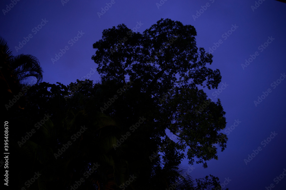 Canvas Prints sky with tree