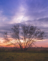 Drzewa na tle zachodzącego słońca, które tworzy na chmurach piękne barwy 