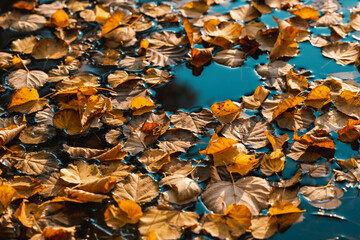 Water surface with fallen autumn leaves. Colorful seasonal natural orange background. Dry leaf on the lake. Lime tree leaf